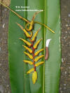 Heliconia robusta